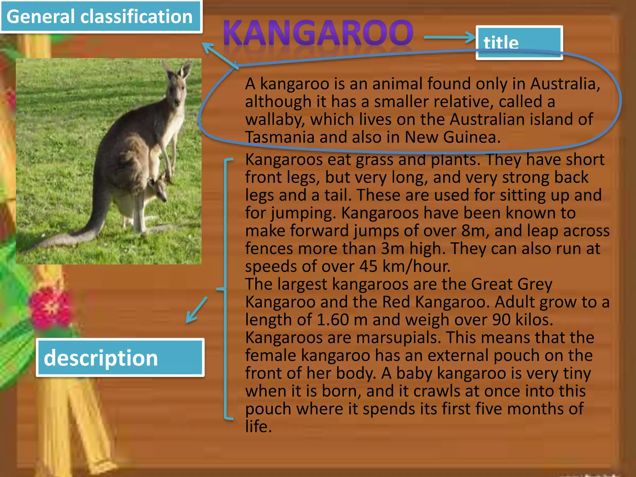 A kangaroo is an animal found only in Australia,
although it has a smaller relative, called a
wallaby, which lives on the Australian island of
Tasmania and also in New Guinea.
Kangaroos eat grass and plants. They have short
front legs, but very long, and very strong back
legs and a tail. These are used for sitting up and
for jumping. Kangaroos have been known to
make forward jumps of over 8m, and leap across
fences more than 3m high. They can also run at
speeds of over 45 km/hour.
The largest kangaroos are the Great Grey
Kangaroo and the Red Kangaroo. Adult grow to a
length of 1.60 m and weigh over 90 kilos.
Kangaroos are marsupials. This means that the
female kangaroo has an external pouch on the
front of her body. A baby kangaroo is very tiny
when it is born, and it crawls at once into this
pouch where it spends its first five months of
life.
title
General classification
description
 
