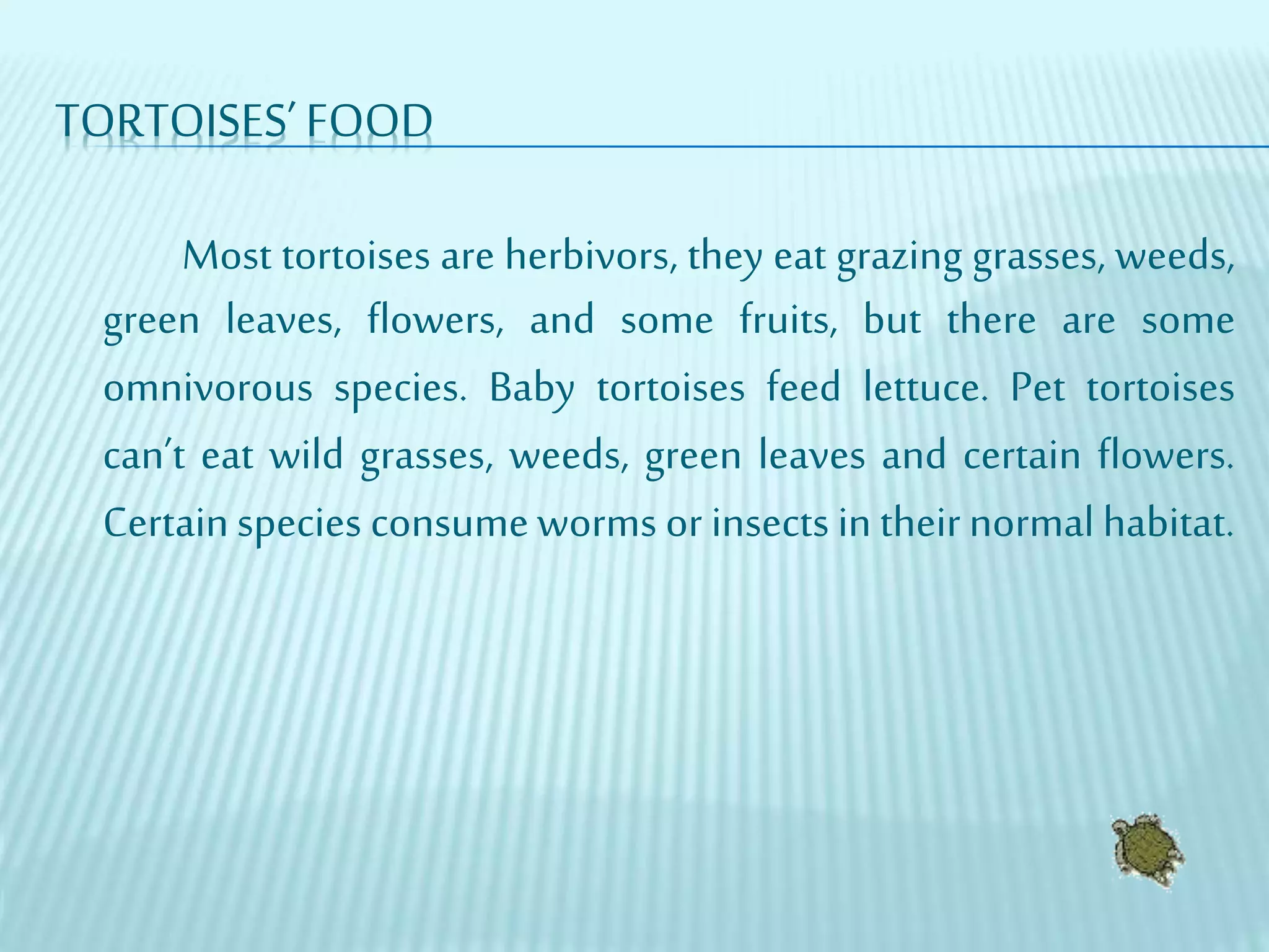 TORTOISES’FOOD
Most tortoises are herbivors, they eat grazing grasses, weeds,
green leaves, flowers, and some fruits, but there are some
omnivorous species. Baby tortoises feed lettuce. Pet tortoises
can’t eat wild grasses, weeds, green leaves and certain flowers.
Certainspecies consumeworms or insects in theirnormal habitat.
 