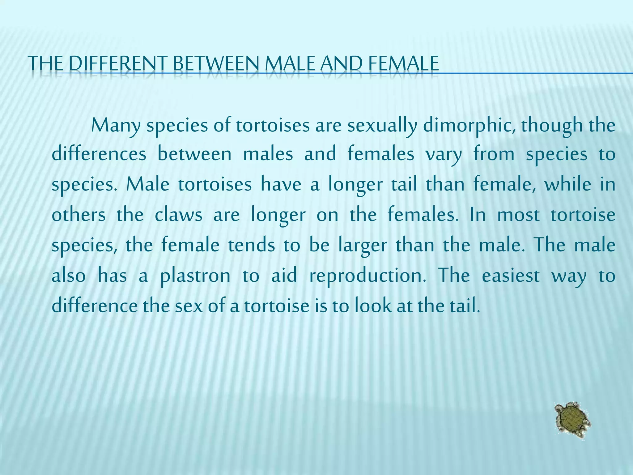 THE DIFFERENT BETWEEN MALE AND FEMALE
Many species of tortoises are sexually dimorphic, though the
differences between males and females vary from species to
species. Male tortoises have a longer tail than female, while in
others the claws are longer on the females. In most tortoise
species, the female tends to be larger than the male. The male
also has a plastron to aid reproduction. The easiest way to
differencethesex of a tortoise is to look at thetail.
 