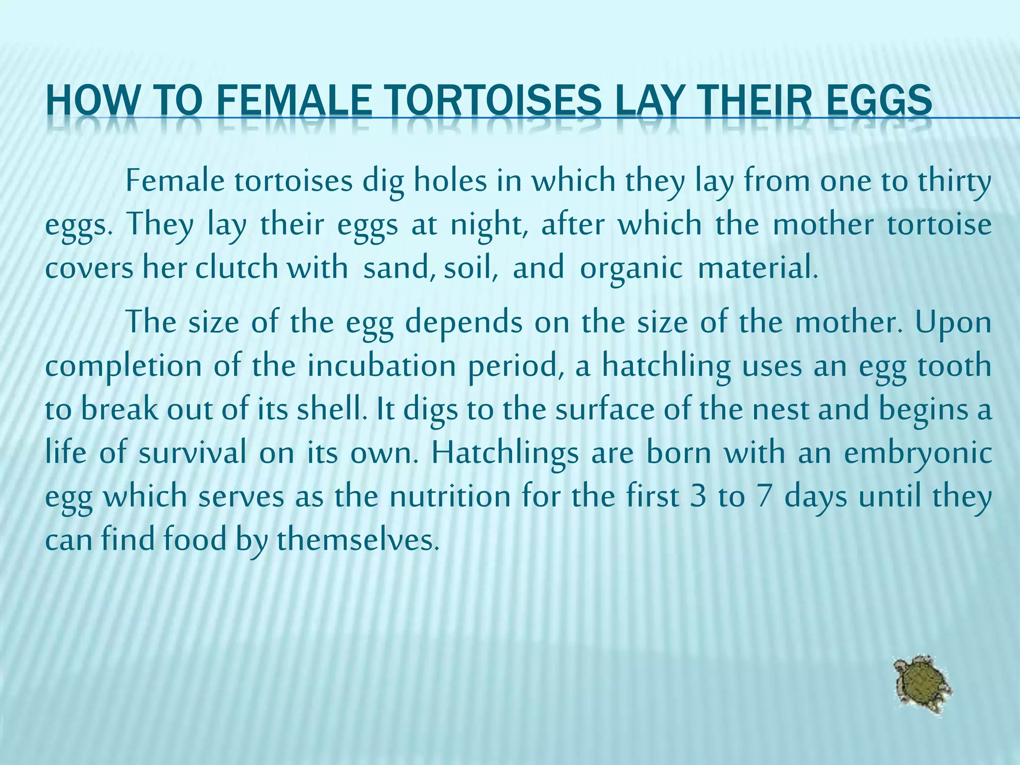 HOW TO FEMALE TORTOISES LAY THEIR EGGS
Female tortoises dig holes in which they lay from one to thirty
eggs. They lay their eggs at night, after which the mother tortoise
covers herclutch with sand, soil, and organic material.
The size of the egg depends on the size of the mother. Upon
completion of the incubation period, a hatchling uses an egg tooth
to break out of its shell. It digs to the surface of the nest and begins a
life of survival on its own. Hatchlings are born with an embryonic
egg which serves as the nutrition for the first 3 to 7 days until they
can find food by themselves.
 