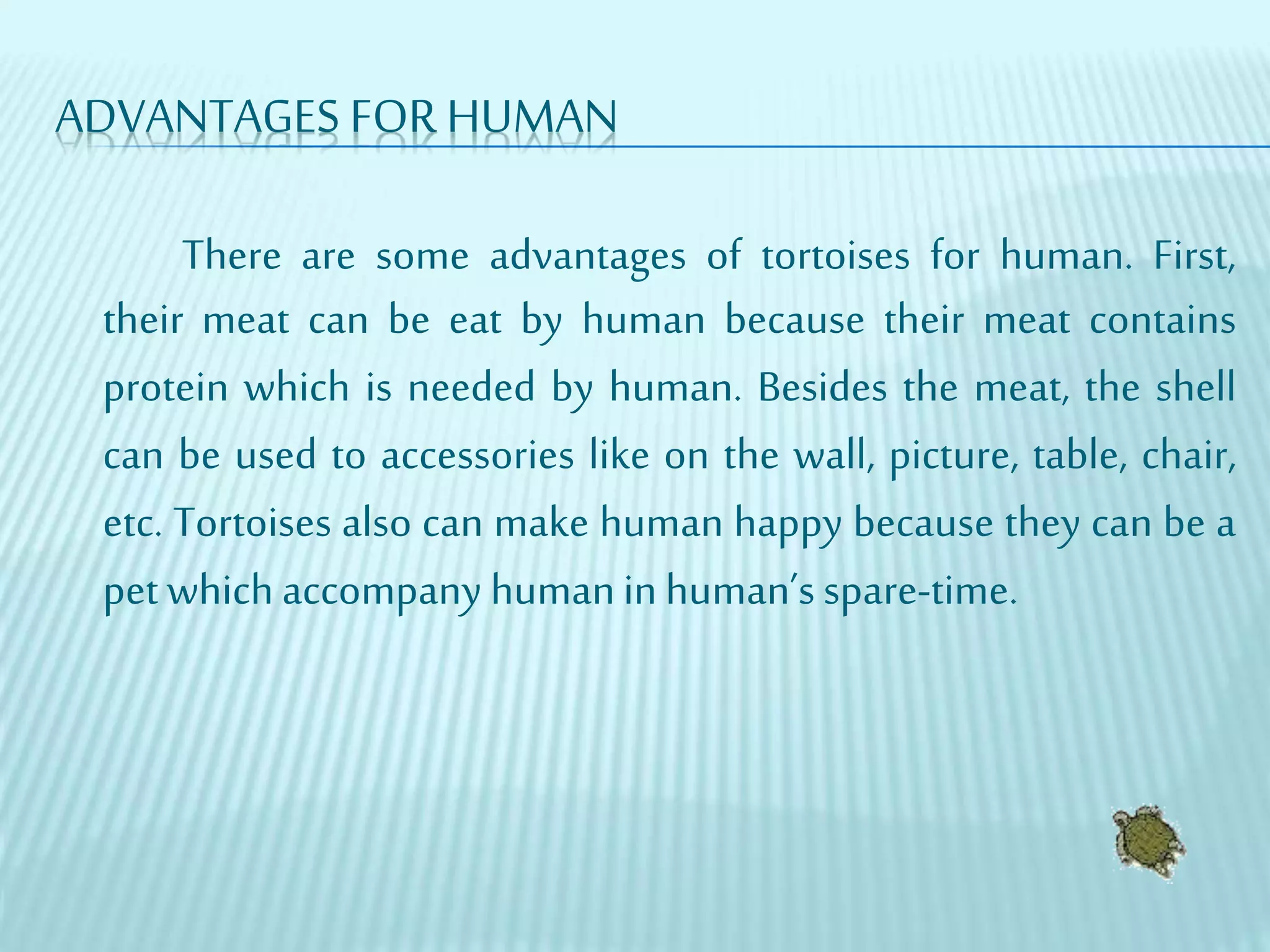 ADVANTAGES FOR HUMAN
There are some advantages of tortoises for human. First,
their meat can be eat by human because their meat contains
protein which is needed by human. Besides the meat, the shell
can be used to accessories like on the wall, picture, table, chair,
etc. Tortoises also can make human happy because they can be a
pet whichaccompany humanin human’sspare-time.
 