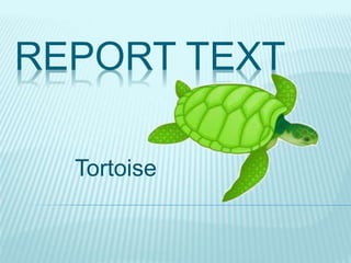 REPORT TEXT
Tortoise
 