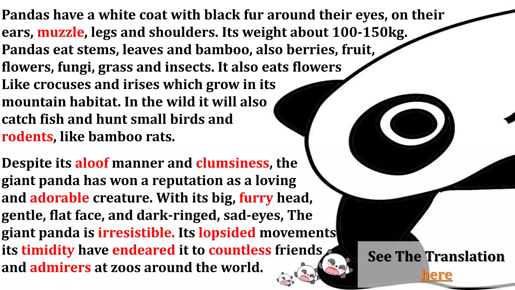 Pandas have a white coat with black fur around their eyes, on their
ears, muzzle, legs and shoulders. Its weight about 100-150kg.
Pandas eat stems, leaves and bamboo, also berries, fruit,
flowers, fungi, grass and insects. It also eats flowers
Like crocuses and irises which grow in its
mountain habitat. In the wild it will also
catch fish and hunt small birds and
rodents, like bamboo rats.
Despite its aloof manner and clumsiness, the
giant panda has won a reputation as a loving
and adorable creature. With its big, furry head,
gentle, flat face, and dark-ringed, sad-eyes, The
giant panda is irresistible. Its lopsided movements and
its timidity have endeared it to countless friends
and admirers at zoos around the world.
See The Translation
here
 