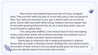 Most sharks have powerful jaws and rows of sharp, triangular
teeth. They use their teeth and jaws to crutch their prey or tear out pieces of
flesh. Your teeth are anchored in your jaw. A shark’s teeth are set into its
gums. Sharks often lose teeth while eating. However, there are always rows
of new teeth growing behind the first set. As a shark loses teeth, new one
move forward to replace them.
Fish, along with shellfish, is the favorite food of most meat-eating
sharks. Great white sharks will sometimes eat larger sea creatures such as
seals, dolphins, whales and other marine mammals.
Sharks play an important role in keeping ecosystems in balance.
Sharks often eat weak or diseased animals. Biologist fear that without sharks,
the number of other animal in the sea would quickly grow out many years to
restore the delicate balance that sharks help maintain.
 