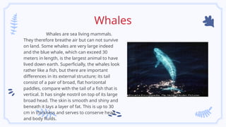 Whales
Whales are sea living mammals.
They therefore breathe air but can not survive
on land. Some whales are very large indeed
and the blue whale, which can exceed 30
meters in length, is the largest animal to have
lived down earth. Superficially, the whales look
rather like a fish, but there are important
differences in its external structure; its tail
consist of a pair of broad, flat horizontal
paddles, compare with the tail of a fish that is
vertical. It has single nostril on top of its large
broad head. The skin is smooth and shiny and
beneath it lays a layer of fat. This is up to 30
cm in thickness and serves to conserve head
and body fluids.
 