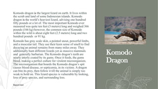 Komodo
Dragon
Komodo dragon is the largest lizard on earth. It lives within
the scrub and land of some Indonesian islands. Komodo
dragon is the world’s heaviest lizard, advising one hundred
fifty pounds or a lot of. The most important Komodo ever
measured was quite ten feet (3 meters) long and weighed 366
pounds (166 kg) however, the common size of Komodo
within the wild is about eight feet (2.5 meters) long and two
hundred pounds or 91 kg.
Komodo has gray scale skin, a pointed snout, powerful limbs,
and a muscular tail. They use their keen sense of smell to find
decaying an animal remains from many miles away. They
additionally hunt different lizards yet as massive mammals
and generally barbarian. The Komodo dragon’s teeth are
nearly utterly coated by its gums. Once it feeds, the gums
bleed, making a perfect culture for virulent microorganism.
The microorganism that boards the Komodo dragon’s spit
causes blood disease, or septicemia, in its victims. A dragon
can bite its prey, then follow it till the animal is simply too
weak to hold on. This lizard species is vulnerable by looking,
loss of prey species, and surrounding loss.
Report text 5
 