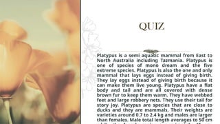 QUIZ
Platypus is a semi aquatic mammal from East to
North Australia including Tazmania. Platypus is
one of species of mono dream and the five
extreme species. Platypus is also the one and only
mammal that lays eggs instead of giving birth.
They lay eggs instead of giving birth because it
can make them live young. Platypus have a flat
body and tail and are all covered with dense
brown fur to keep them warm. They have webbed
feet and large robbery nets. They use their tail for
story joy. Platypus are species that are close to
ducks and they are mammals. Their weights are
varieties around 0.7 to 2.4 kg and males are larger
than females. Male total length averages to 50 cm
9
 