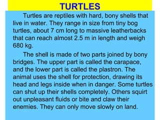 TURTLES
Turtles are reptiles with hard, bony shells that
live in water. They range in size from tiny bog
turtles, about 7 cm long to massive leatherbacks
that can reach almost 2.5 m in length and weigh
680 kg.
The shell is made of two parts joined by bony
bridges. The upper part is called the carapace,
and the lower part is called the plastron. The
animal uses the shell for protection, drawing its
head and legs inside when in danger. Some turtles
can shut up their shells completely. Others squirt
out unpleasant fluids or bite and claw their
enemies. They can only move slowly on land.
 
