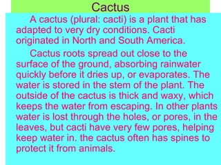 Cactus
A cactus (plural: cacti) is a plant that has
adapted to very dry conditions. Cacti
originated in North and South America.
Cactus roots spread out close to the
surface of the ground, absorbing rainwater
quickly before it dries up, or evaporates. The
water is stored in the stem of the plant. The
outside of the cactus is thick and waxy, which
keeps the water from escaping. In other plants
water is lost through the holes, or pores, in the
leaves, but cacti have very few pores, helping
keep water in. the cactus often has spines to
protect it from animals.
 