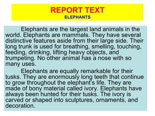 REPORT TEXT
ELEPHANTS
Elephants are the largest land animals in the
world. Elephants are mammals. They have several
distinctive features aside from their large side. Their
long trunk is used for breathing, smelling, touching,
feeding, drinking, lifting heavy objects, and
trumpeting. No other animal has a nose with so
many uses.
Elephants are equally remarkable for their
tusks. They are enormously long teeth that continue
to grow throughout the elephant’s life. They are
made of bony material called ivory. Elephants have
always been hunted for their tusks. The ivory is
carved or shaped into sculptures, ornaments, and
decoration.
 