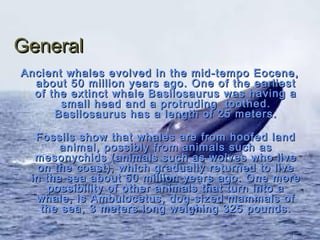 General
Ancient whales evolved in the mid-tempo Eocene,
  about 50 million years ago. One of the earliest
  of the extinct whale Basilosaurus was having a
       small head and a protruding toothed.
      Basilosaurus has a length of 25 meters.

  Fossils show that whales are from hoofed land
       animal, possibly from animals such as
  mesonychids (animals such as wolves who live
   on the coast), which gradually returned to live
 in the sea about 50 million years ago. One more
     possibility of other animals that turn into a
  whale, is Ambulocetus, dog-sized mammals of
   the sea, 3 meters long weighing 325 pounds.
 