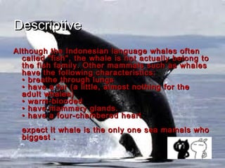 Descriptive
Although the Indonesian language whales often
  called "fish", the whale is not actually belong to
  the fish family. Other mammals such as whales
  have the following characteristics:
  • breathe through lungs
  • have a fur (a little, almost nothing for the
  adult whales)
  • warm-blooded
  • have mammary glands.
  • have a four-chambered heart
  expect it whale is the only one sea mamals who
  biggest .
 