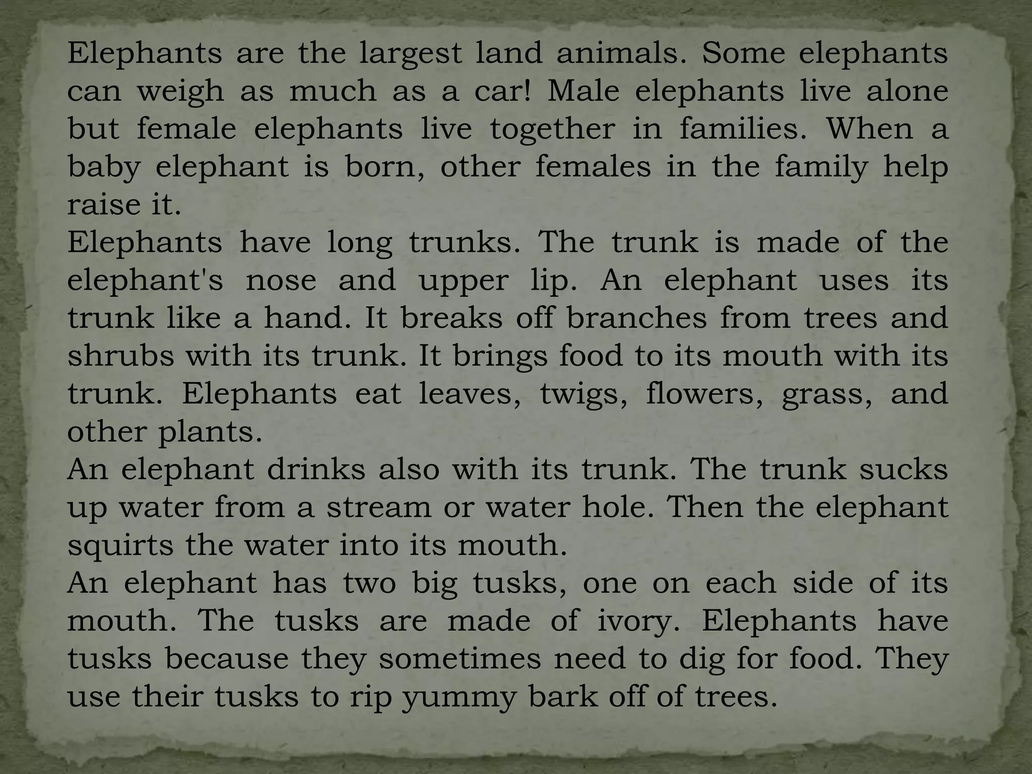 Elephants are the largest land animals. Some elephants
can weigh as much as a car! Male elephants live alone
but female elephants live together in families. When a
baby elephant is born, other females in the family help
raise it.
Elephants have long trunks. The trunk is made of the
elephant's nose and upper lip. An elephant uses its
trunk like a hand. It breaks off branches from trees and
shrubs with its trunk. It brings food to its mouth with its
trunk. Elephants eat leaves, twigs, flowers, grass, and
other plants.
An elephant drinks also with its trunk. The trunk sucks
up water from a stream or water hole. Then the elephant
squirts the water into its mouth.
An elephant has two big tusks, one on each side of its
mouth. The tusks are made of ivory. Elephants have
tusks because they sometimes need to dig for food. They
use their tusks to rip yummy bark off of trees.
 