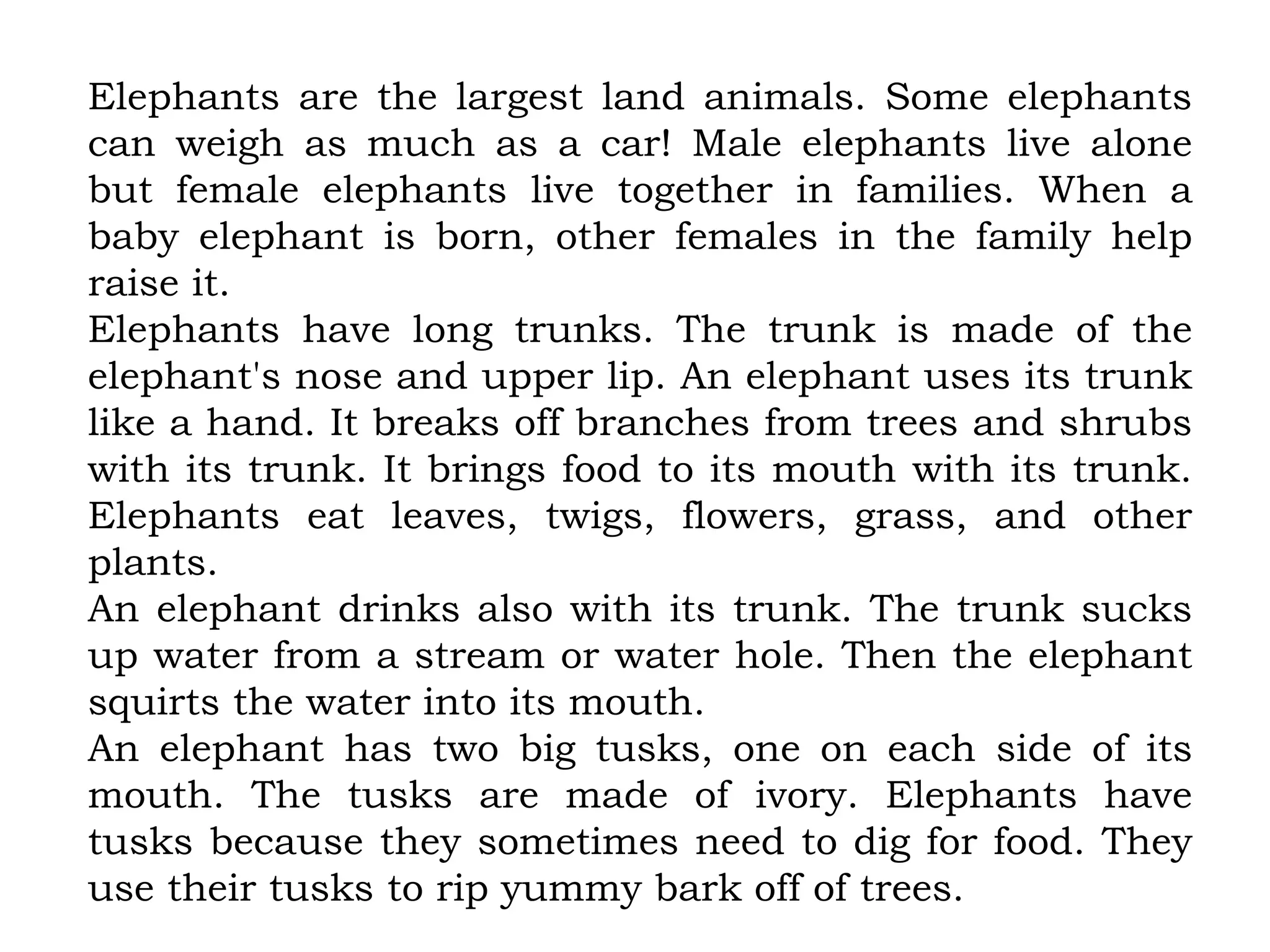 Elephants are the largest land animals. Some elephants
can weigh as much as a car! Male elephants live alone
but female elephants live together in families. When a
baby elephant is born, other females in the family help
raise it.
Elephants have long trunks. The trunk is made of the
elephant's nose and upper lip. An elephant uses its trunk
like a hand. It breaks off branches from trees and shrubs
with its trunk. It brings food to its mouth with its trunk.
Elephants eat leaves, twigs, flowers, grass, and other
plants.
An elephant drinks also with its trunk. The trunk sucks
up water from a stream or water hole. Then the elephant
squirts the water into its mouth.
An elephant has two big tusks, one on each side of its
mouth. The tusks are made of ivory. Elephants have
tusks because they sometimes need to dig for food. They
use their tusks to rip yummy bark off of trees.
 