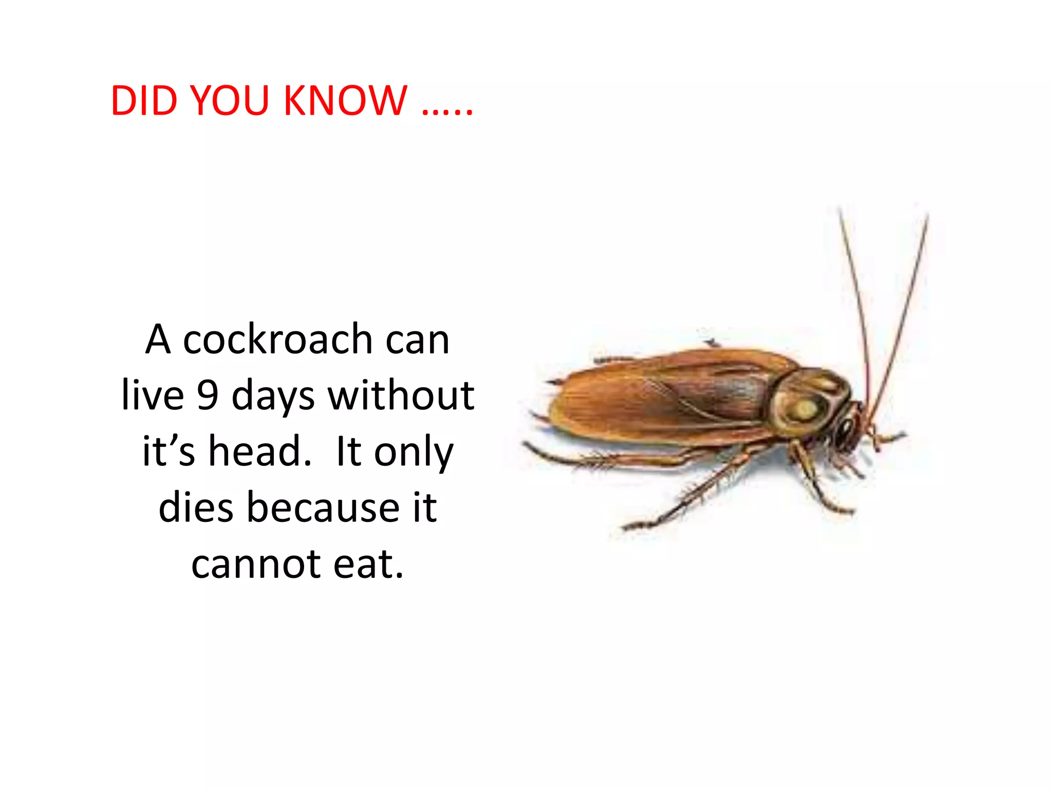 A cockroach can
live 9 days without
it’s head. It only
dies because it
cannot eat.
DID YOU KNOW …..
 