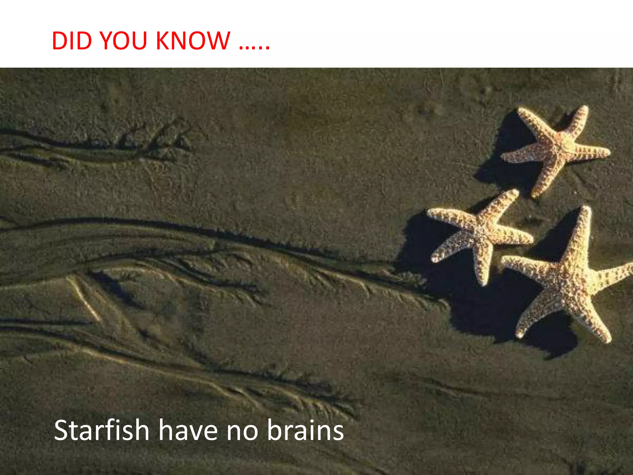 Starfish have no brains
DID YOU KNOW …..
 