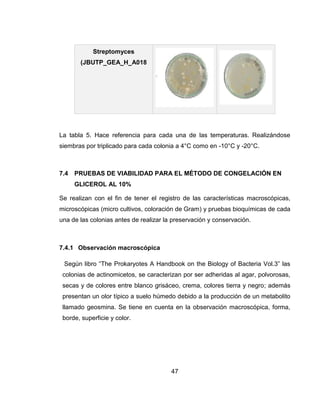 47
La tabla 5. Hace referencia para cada una de las temperaturas. Realizándose
siembras por triplicado para cada colonia a 4°C como en -10°C y -20°C.
7.4 PRUEBAS DE VIABILIDAD PARA EL MÉTODO DE CONGELACIÓN EN
GLICEROL AL 10%
Se realizan con el fin de tener el registro de las características macroscópicas,
microscópicas (micro cultivos, coloración de Gram) y pruebas bioquímicas de cada
una de las colonias antes de realizar la preservación y conservación.
7.4.1 Observación macroscópica
Según libro “The Prokaryotes A Handbook on the Biology of Bacteria Vol.3” las
colonias de actinomicetos, se caracterizan por ser adheridas al agar, polvorosas,
secas y de colores entre blanco grisáceo, crema, colores tierra y negro; además
presentan un olor típico a suelo húmedo debido a la producción de un metabolito
llamado geosmina. Se tiene en cuenta en la observación macroscópica, forma,
borde, superficie y color.
Streptomyces
(JBUTP_GEA_H_A018
 