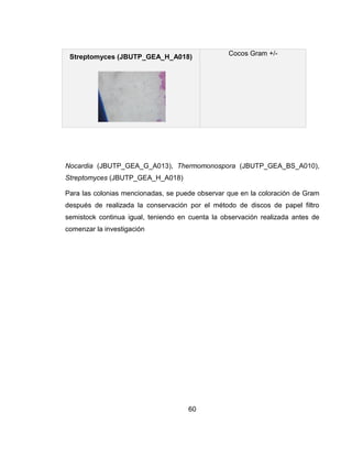 60
Streptomyces (JBUTP_GEA_H_A018)
Cocos Gram +/-
Nocardia (JBUTP_GEA_G_A013), Thermomonospora (JBUTP_GEA_BS_A010),
Streptomyces (JBUTP_GEA_H_A018)
Para las colonias mencionadas, se puede observar que en la coloración de Gram
después de realizada la conservación por el método de discos de papel filtro
semistock continua igual, teniendo en cuenta la observación realizada antes de
comenzar la investigación
 