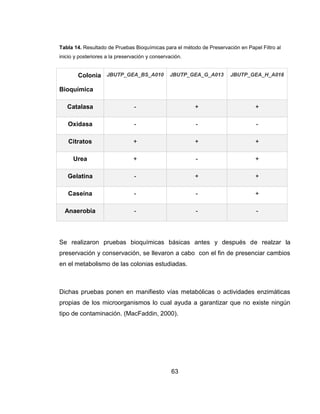 63
Tabla 14. Resultado de Pruebas Bioquímicas para el método de Preservación en Papel Filtro al
inicio y posteriores a la preservación y conservación.
Se realizaron pruebas bioquímicas básicas antes y después de realzar la
preservación y conservación, se llevaron a cabo con el fin de presenciar cambios
en el metabolismo de las colonias estudiadas.
Dichas pruebas ponen en manifiesto vías metabólicas o actividades enzimáticas
propias de los microorganismos lo cual ayuda a garantizar que no existe ningún
tipo de contaminación. (MacFaddin, 2000).
Colonia
Bioquímica
JBUTP_GEA_BS_A010 JBUTP_GEA_G_A013 JBUTP_GEA_H_A018
Catalasa - + +
Oxidasa - - -
Citratos + + +
Urea + - +
Gelatina - + +
Caseína - - +
Anaerobia - - -
 