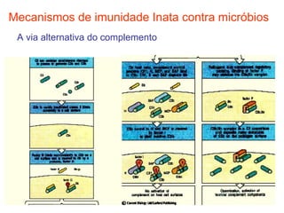Mecanismos de imunidade Inata contra micróbios <ul><li>A via alternativa do complemento </li></ul>
