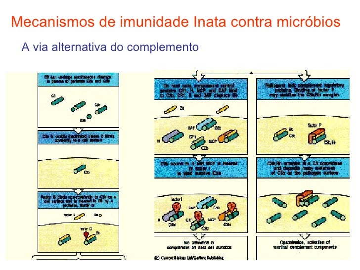 Imunidade inata e adaptativa ppt presentation