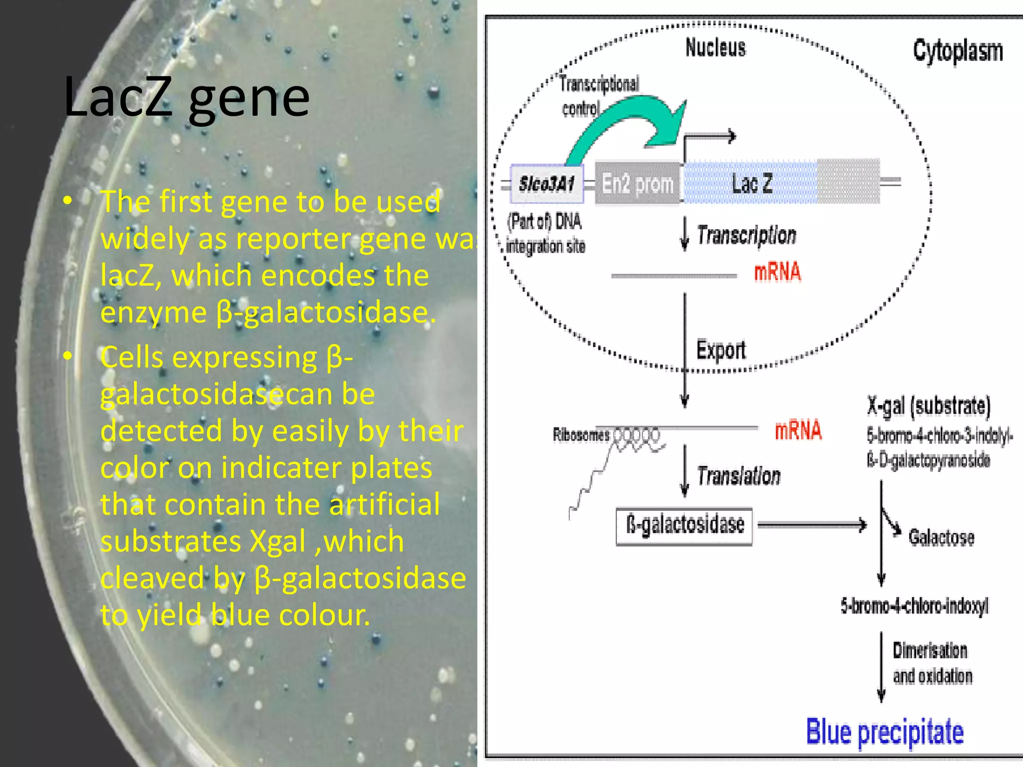 Reporter gene and gene fusions T.Y.Bsc