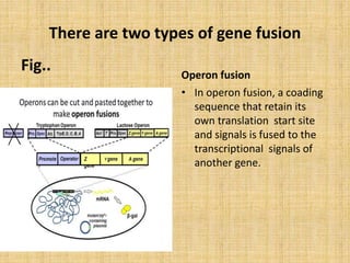 Reporter gene and gene fusions T.Y.Bsc