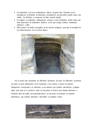  Las diatomitas son rocas sedimentarias silíceas de grano fino, formadas por la
acumulación de frústulas de diatomeas (acumulación por gravedad cuando muere una
célula). Las frústulas se componen de sílice amorfa (ópalo).
 Se originan en ambientes sedimentarios extensos y poco profundos, donde existe una
lenta deposición de sedimentos clásticos, en los que el agua contiene abundantes
nutrientes y sílice.
 Debe tratarse de medios protegidos de los aportes terrígenos, para que la acumulación
sea suficientemente rica en restos silíceos.
Acá se notan muy claramente los diferentes horizontes de suelo, las diferentes secuencias
de capas, es decir (disposición de los horizontes y los estratos o capas). El material
blanquecino corresponde a la diatomea, es un material que contiene microfósiles y algunas
algas, pero estas ya se volvieron suelo en esta parte; en toda la zona abunda diatomeas y
bastantes tipos de arcilla, pero particularmente en esta parte se encuentra un material
diatomáceo, que contiene diatomeas intercalado con algunos suelos.
 