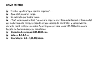 HOMO ERECTUS
    Erectus significa “que camina erguido”.
    Aprendió a usar el fuego.
    Se extendió por África y Asia. 
    ¿Qué sabemos de ellos? Fueron una especie muy bien adaptada al entorno o tal 
vez no tuvieron la competencia de otras especies de homínidos y sobrevivieron 
durante casi 2 millones de años. Se extinguieron hace unos 100.000 años, con la 
llegada de homínidos mejor adaptados.
     Capacidad craneana: 800-1000 cm3.
     Altura: 1,6-1,8 m.
     Cronología: 1,8 – 100.000 años.
 