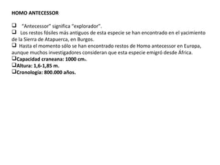 HOMO ANTECESSOR
    “Antecessor” significa “explorador”.
   Los restos fósiles más antiguos de esta especie se han encontrado en el yacimiento 
de la Sierra de Atapuerca, en Burgos. 
  Hasta el momento sólo se han encontrado restos de Homo antecessor en Europa, 
aunque muchos investigadores consideran que esta especie emigró desde África. 
Capacidad craneana: 1000 cm3.
Altura: 1,6-1,85 m.
Cronología: 800.000 años.
 