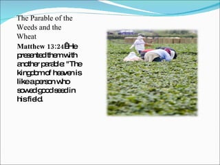 The Parable of the Weeds and the Wheat ,[object Object]