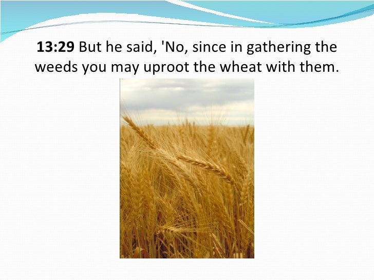 Representation The Parable Of The Weeds And The Wheat