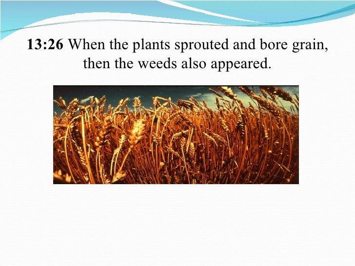 Representation The Parable Of The Weeds And The Wheat