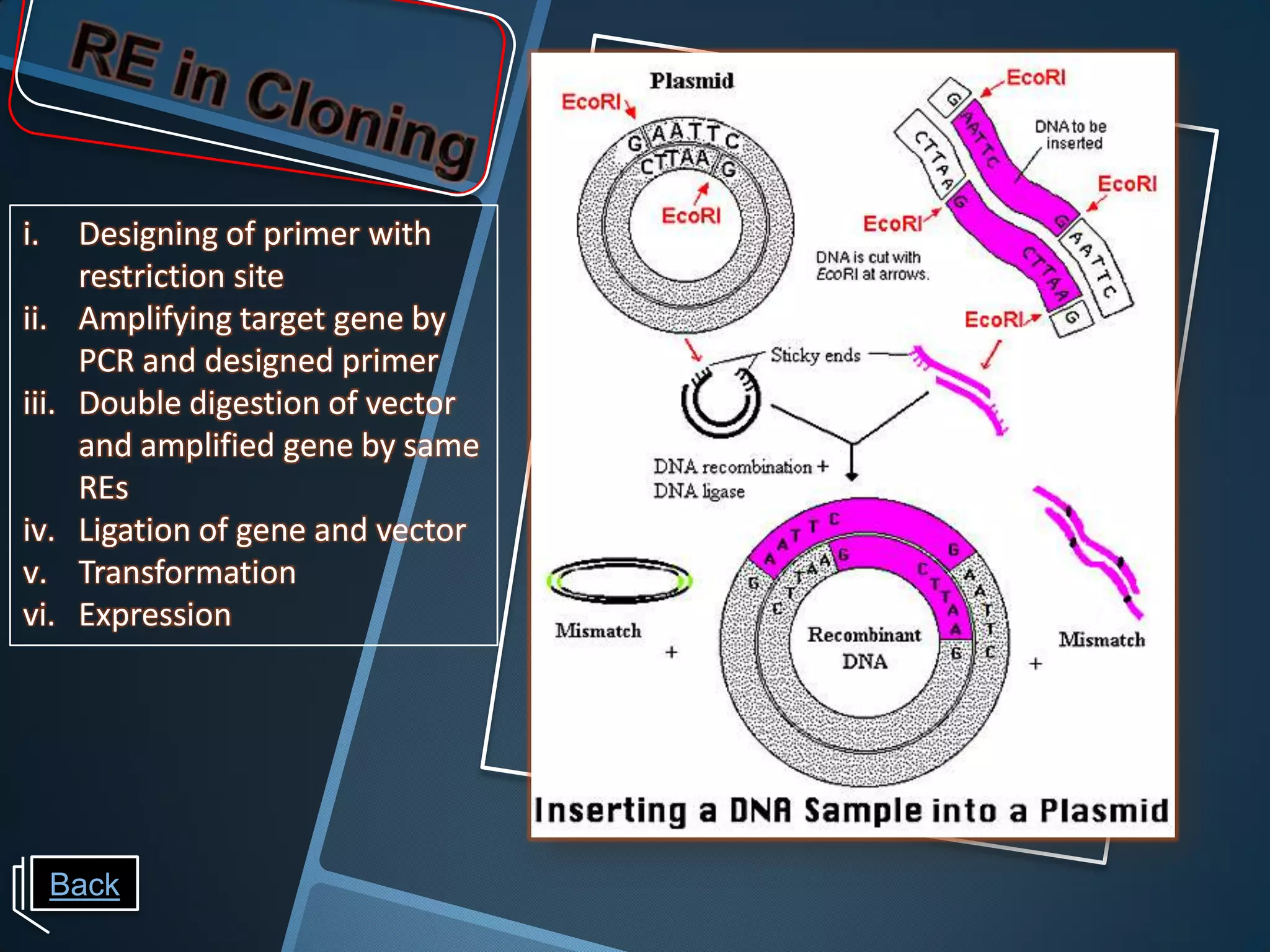 i.     Designing of primer with
       restriction site
ii.    Amplifying target gene by
       PCR and designed primer
iii.   Double digestion of vector
       and amplified gene by same
       REs
iv.    Ligation of gene and vector
v.     Transformation
vi.    Expression




      Back
 