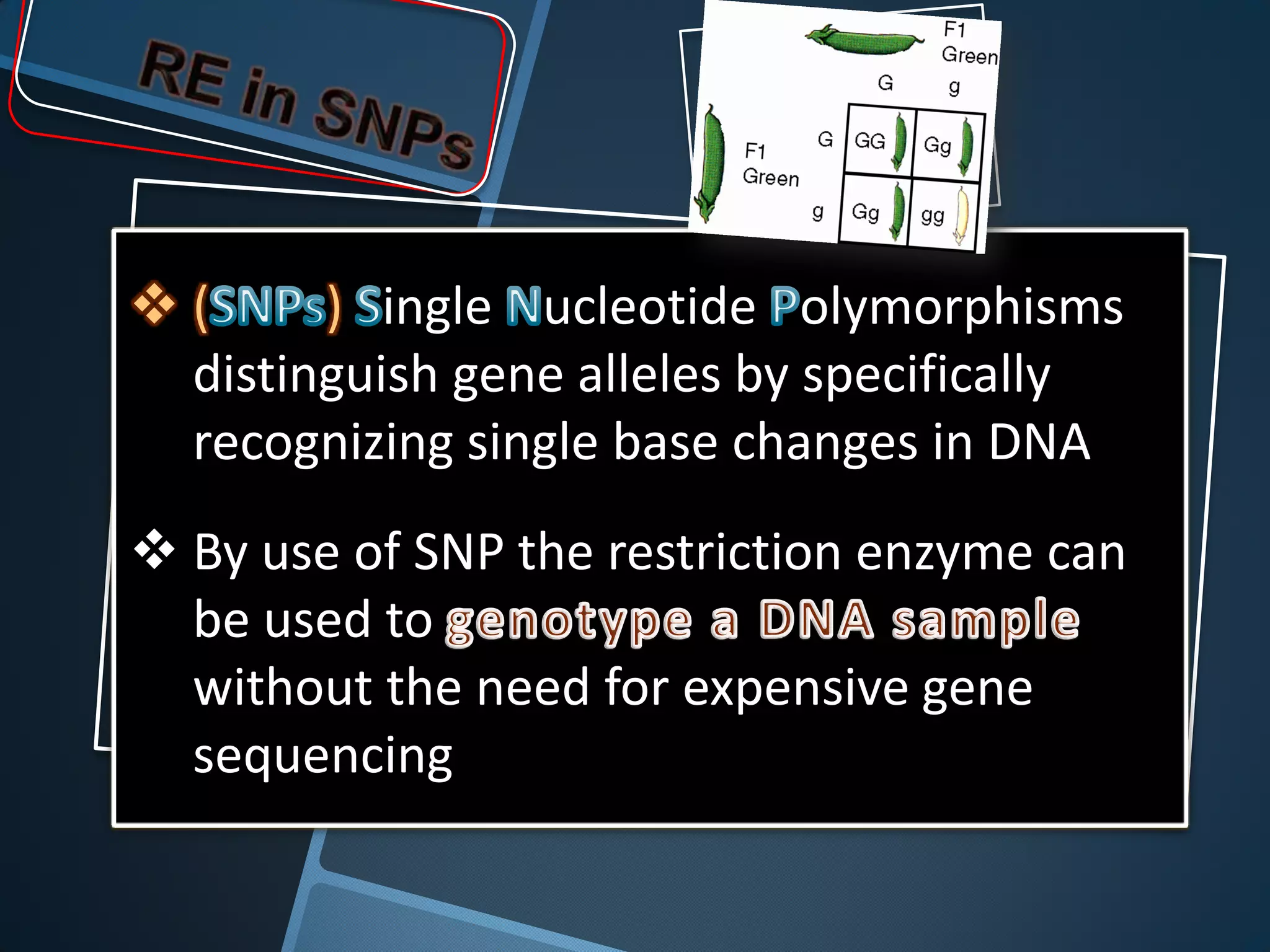 (     ) ingle ucleotide olymorphisms
 distinguish gene alleles by specifically
 recognizing single base changes in DNA
 By use of SNP the restriction enzyme can
  be used to
  without the need for expensive gene
  sequencing
 