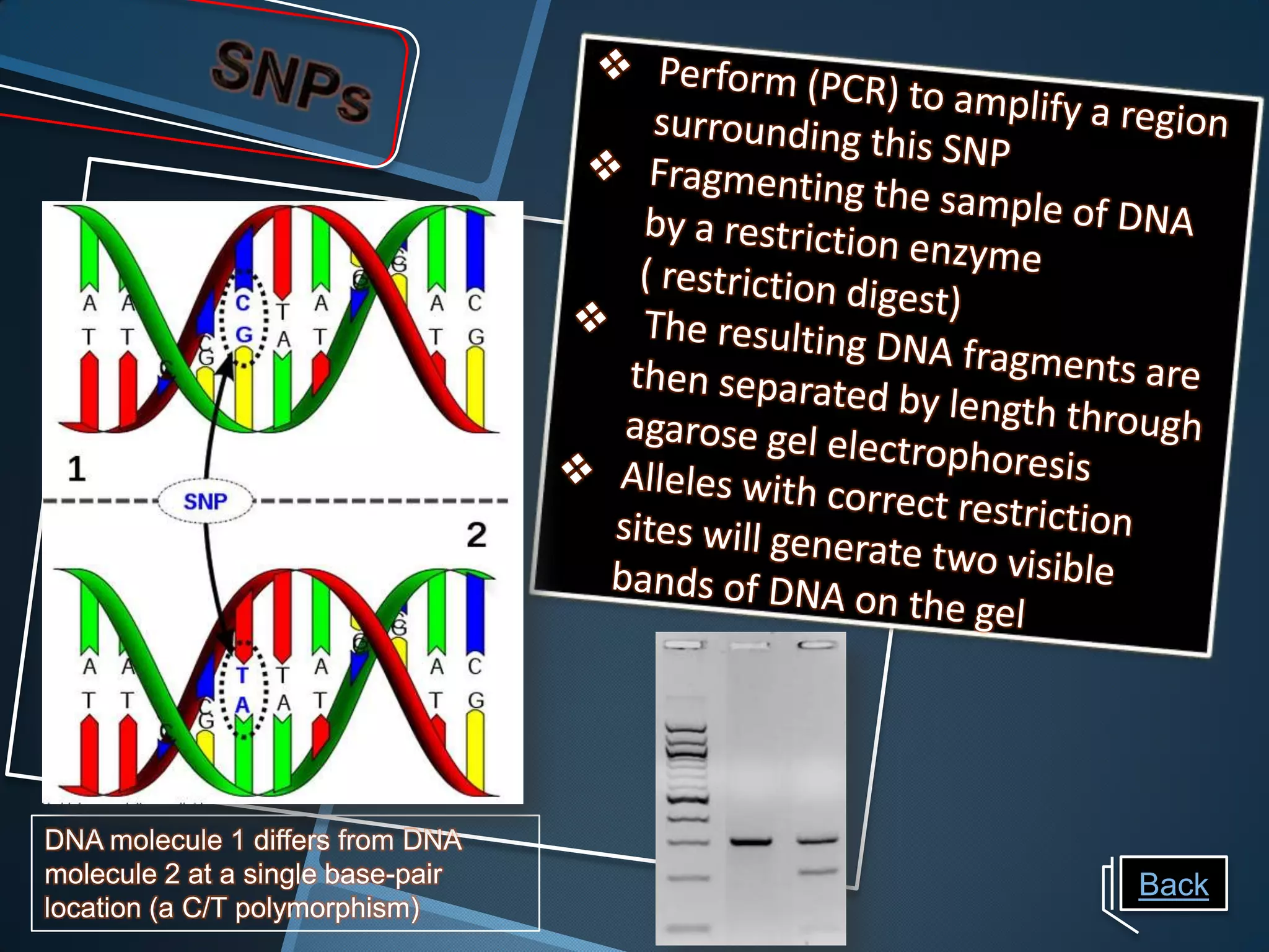 DNA molecule 1 differs from DNA
molecule 2 at a single base-pair   Back
location (a C/T polymorphism)
 