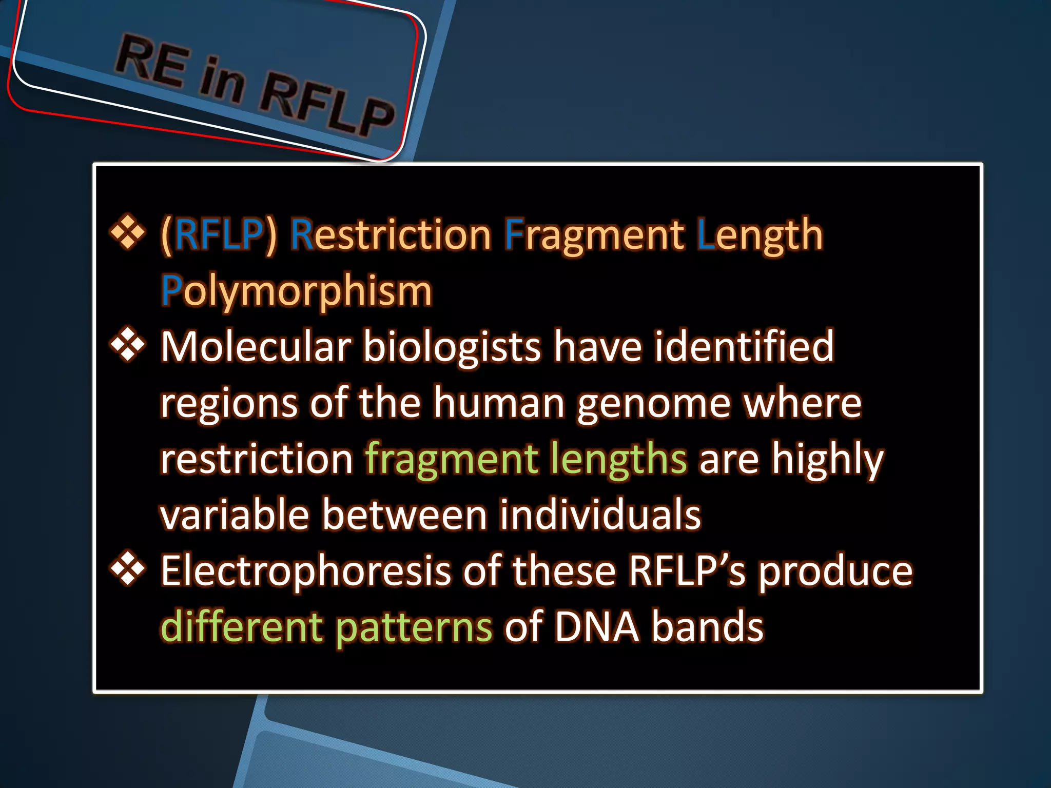  (RFLP) Restriction Fragment Length
  Polymorphism
 Molecular biologists have identified
  regions of the human genome where
  restriction fragment lengths are highly
  variable between individuals
 Electrophoresis of these RFLP’s produce
  different patterns of DNA bands
 