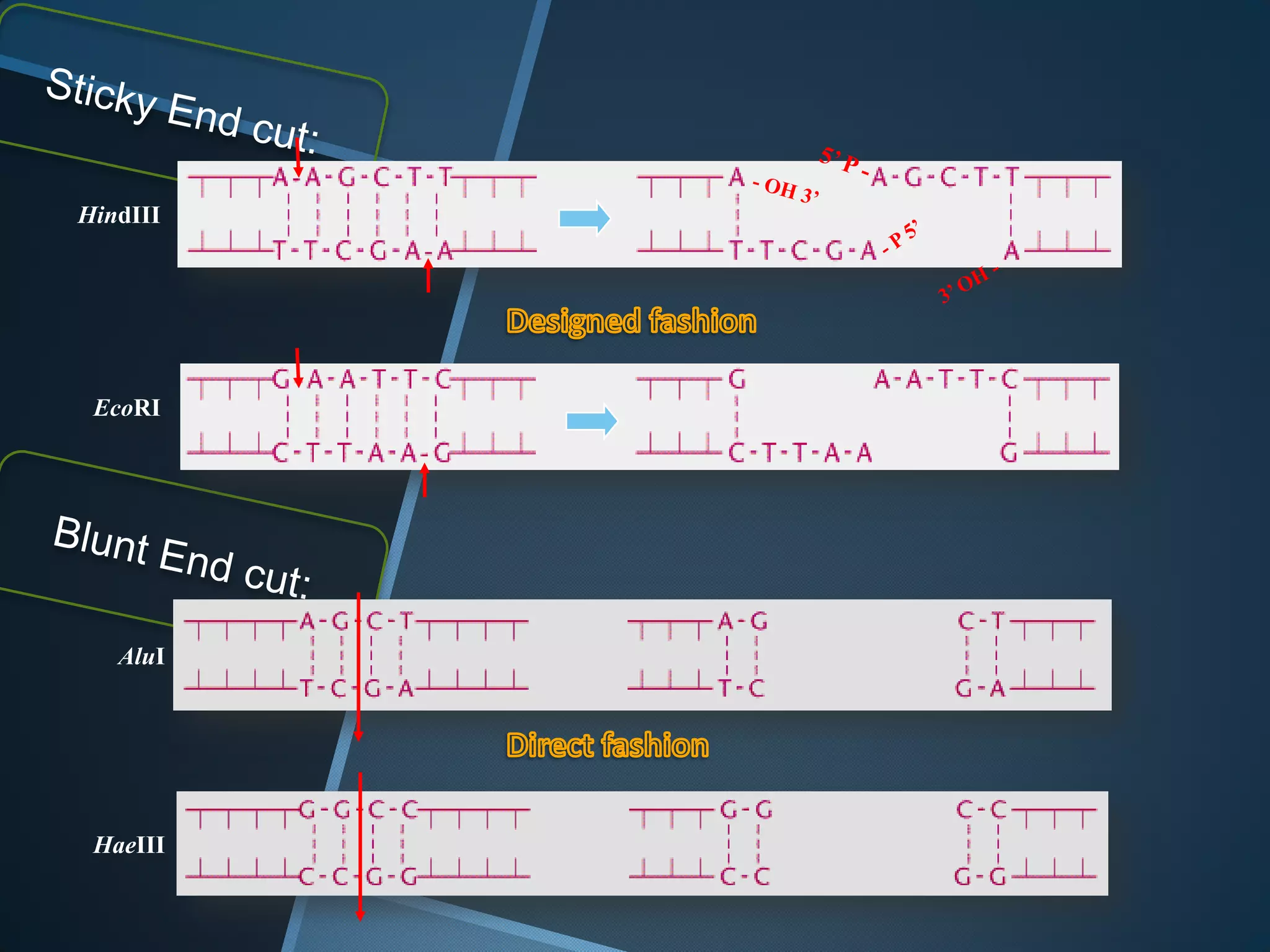 HindIII




 EcoRI




   AluI




 HaeIII
 