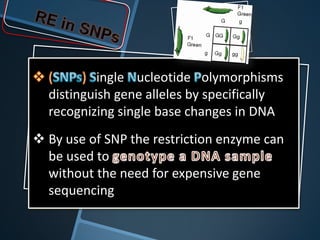 (     ) ingle ucleotide olymorphisms
 distinguish gene alleles by specifically
 recognizing single base changes in DNA
 By use of SNP the restriction enzyme can
  be used to
  without the need for expensive gene
  sequencing
 