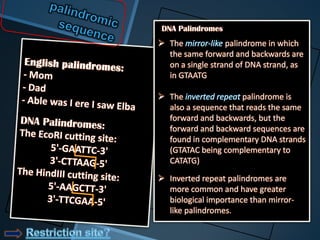 DNA Palindromes
 The             palindrome in which
  the same forward and backwards are
  on a single strand of DNA strand, as
  in GTAATG

 The                palindrome is
  also a sequence that reads the same
  forward and backwards, but the
  forward and backward sequences are
  found in complementary DNA strands
  (GTATAC being complementary to
  CATATG)
 Inverted repeat palindromes are
  more common and have greater
  biological importance than mirror-
  like palindromes.
 
