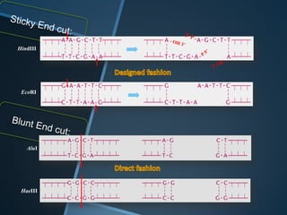 HindIII




 EcoRI




   AluI




 HaeIII
 