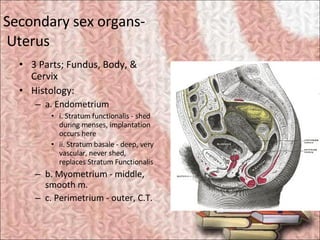 Secondary sex organs-  Uterus <ul><li>3 Parts; Fundus, Body, & Cervix  </li></ul><ul><li>Histology:  </li></ul><ul><ul><li...