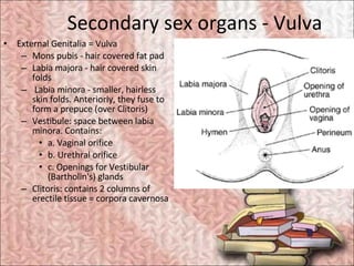 Secondary sex organs - Vulva <ul><li>External Genitalia = Vulva  </li></ul><ul><ul><li>Mons pubis - hair covered fat pad  ...