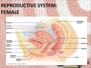 REPRODUCTIVE SYSTEM: FEMALE   