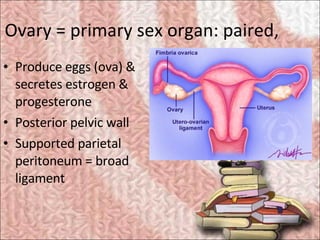 Ovary = primary sex organ: paired,  <ul><li>Produce eggs (ova) & secretes estrogen & progesterone </li></ul><ul><li>Poster...
