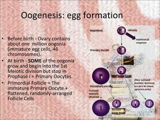 Oogenesis: egg formation <ul><li>Before birth - Ovary contains about one  million oogonia (immature egg cells, 46 chromoso...