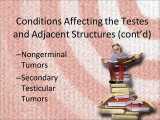 Conditions Affecting the Testes and Adjacent Structures (cont’d) <ul><ul><li>Nongerminal Tumors </li></ul></ul><ul><ul><li...