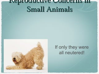 Reproductive Concerns inReproductive Concerns in
Small AnimalsSmall Animals
If only they were
all neutered!
 