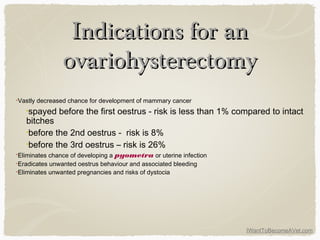 IWantToBecomeAVet.com
Indications for anIndications for an
ovariohysterectomyovariohysterectomy
•Vastly decreased chance for development of mammary cancer
•spayed before the first oestrus - risk is less than 1% compared to intact
bitches
•before the 2nd oestrus - risk is 8%
•before the 3rd oestrus – risk is 26%
•Eliminates chance of developing a pyometra or uterine infection
•Eradicates unwanted oestrus behaviour and associated bleeding
•Eliminates unwanted pregnancies and risks of dystocia
 