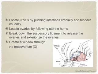 IWantToBecomeAVet.com
Locate uterus by pushing intestines cranially and bladder
caudally
Locate ovaries by following uterine horns
Break down the suspensory ligament to release the
ovaries and exteriorize the ovaries
Create a window through
the mesovarium (X)
 